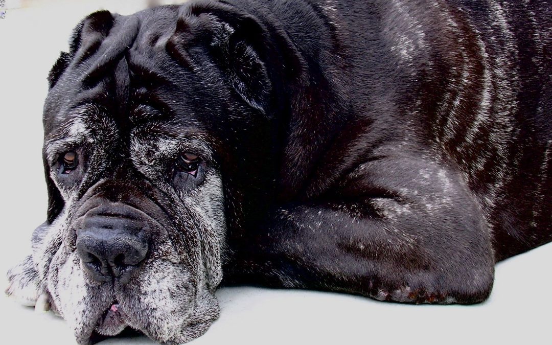 How to Help a Senior Loved One With Proper Pet Care